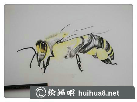 彩鉛畫教程