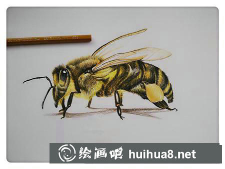 彩鉛畫教程