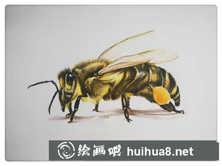 彩鉛畫教程