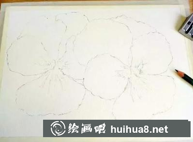水彩畫(huà)三色堇鉛筆起稿
