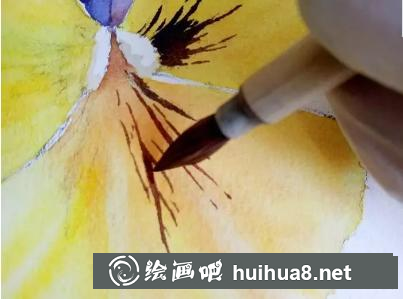 水彩畫(huà)三色堇顏色變化