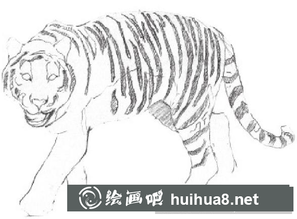 素描畫老虎
