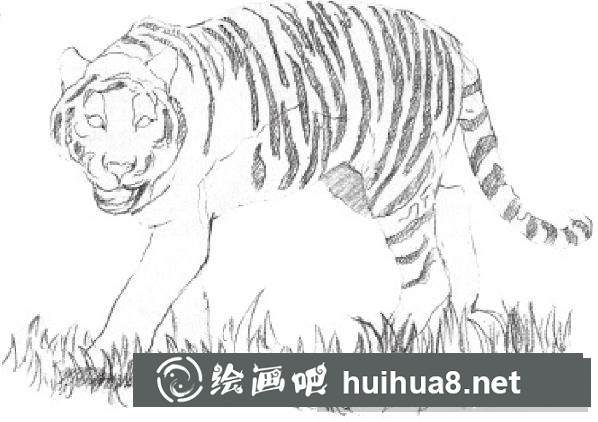 素描畫老虎