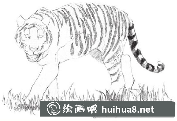 素描畫老虎