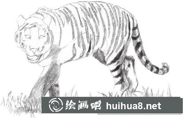 素描畫老虎