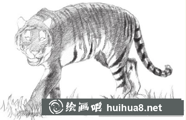 素描畫老虎