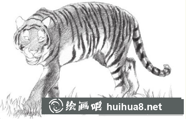 素描畫老虎