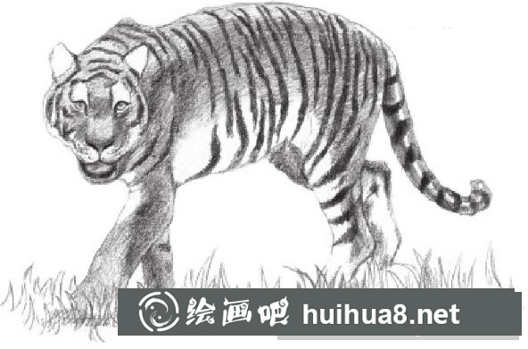 素描畫老虎