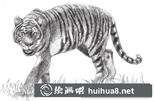 素描畫老虎