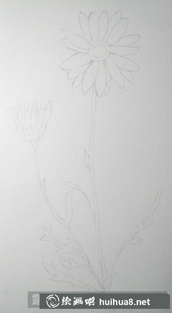 彩鉛畫(huà)野菊花