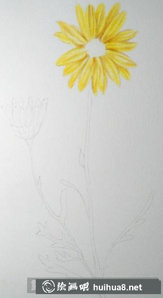 彩鉛畫(huà)野菊花