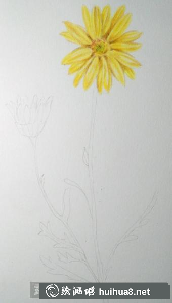 彩鉛畫(huà)野菊花