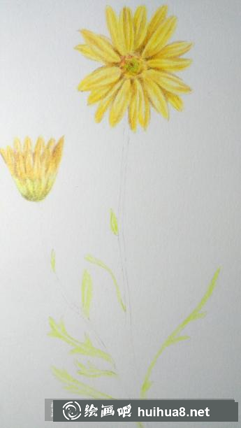 彩鉛畫(huà)野菊花