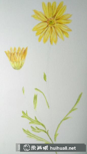 彩鉛畫(huà)野菊花