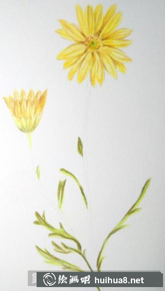 彩鉛畫(huà)野菊花