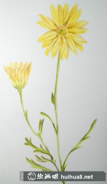 彩鉛畫(huà)野菊花