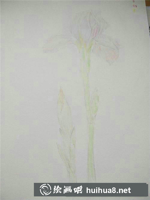 鳶尾花彩鉛畫