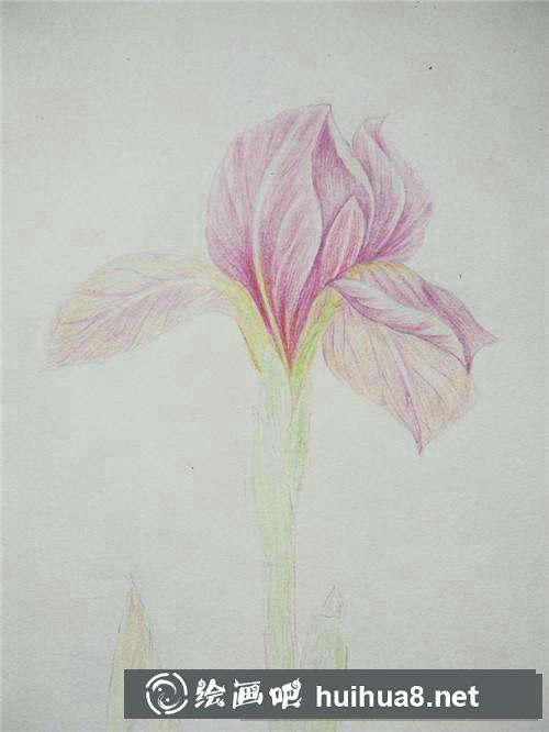 鳶尾花彩鉛畫