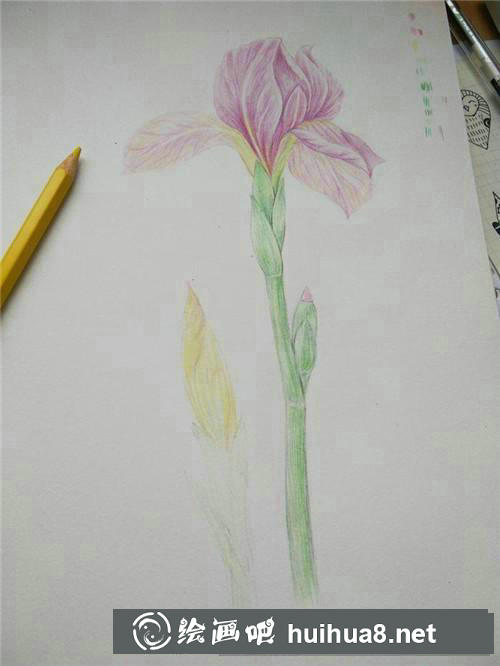鳶尾花彩鉛畫