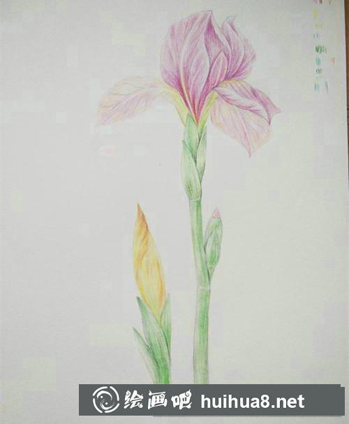 鳶尾花彩鉛畫