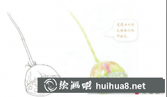 彩鉛蓮蓬畫法教程