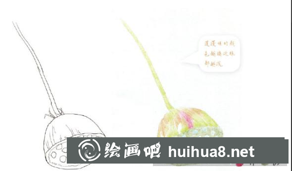 怎么畫(huà)蓮蓬