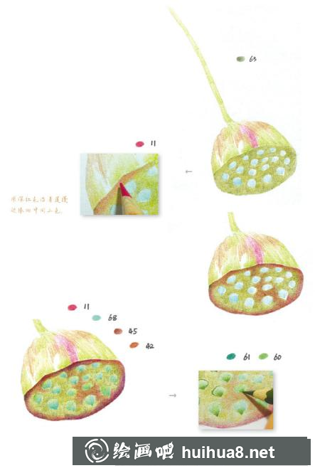 怎么畫(huà)蓮蓬