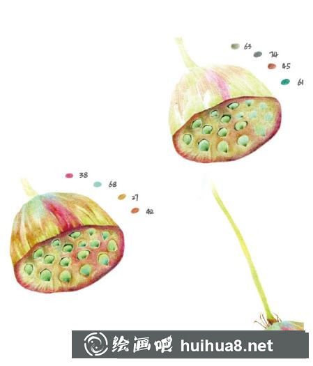 怎么畫(huà)蓮蓬
