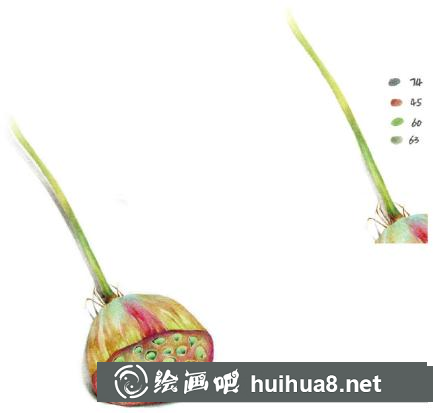 怎么畫(huà)蓮蓬