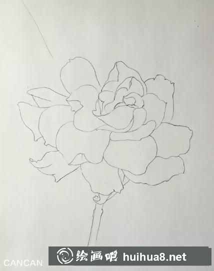彩鉛畫梔子花