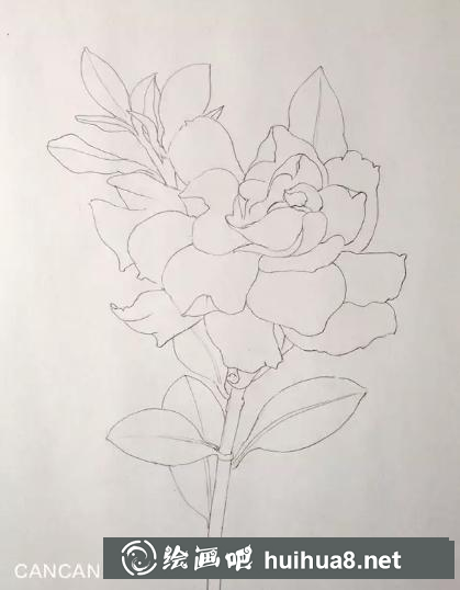 彩鉛畫梔子花