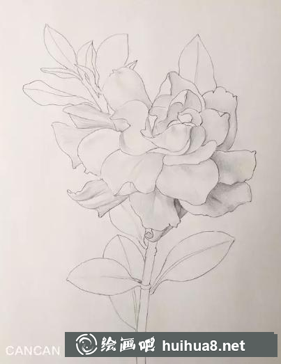 彩鉛畫梔子花