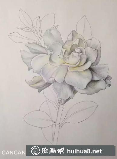 彩鉛畫梔子花