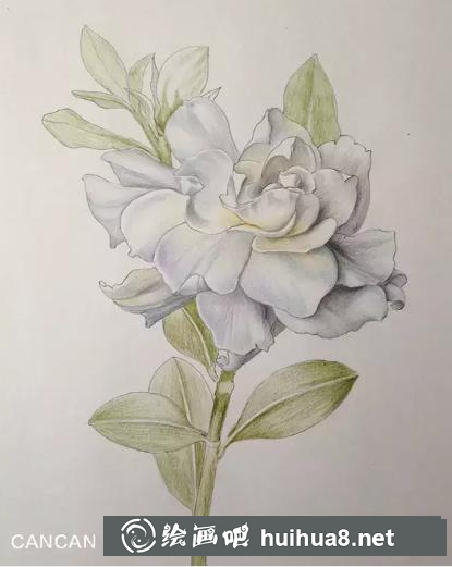 彩鉛畫梔子花