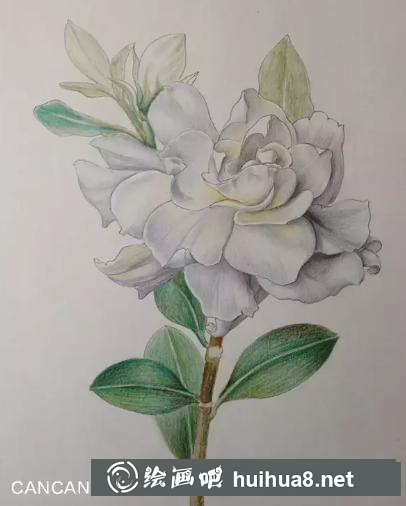 彩鉛畫梔子花