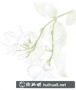 彩鉛茉莉花畫法教程