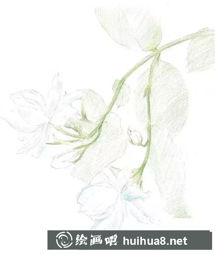 彩鉛畫茉莉花