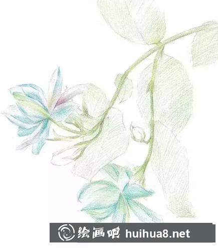 彩鉛畫茉莉花