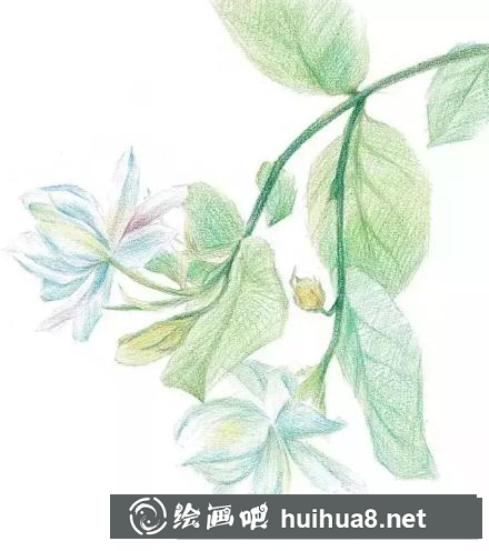 彩鉛畫茉莉花