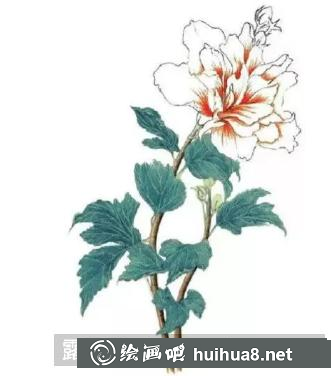 彩鉛畫木槿花