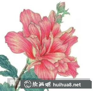 彩鉛畫木槿花