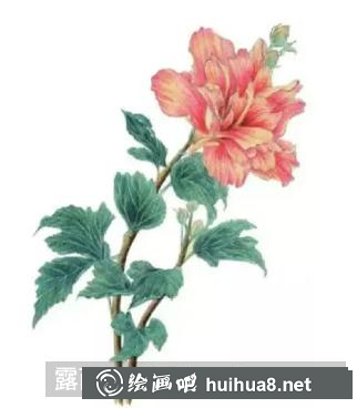 彩鉛畫木槿花