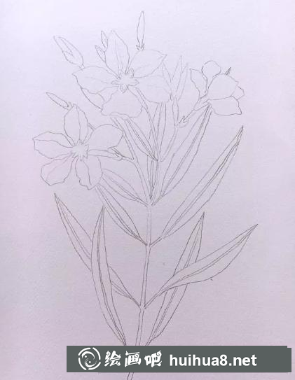 水彩畫(huà)夾竹桃