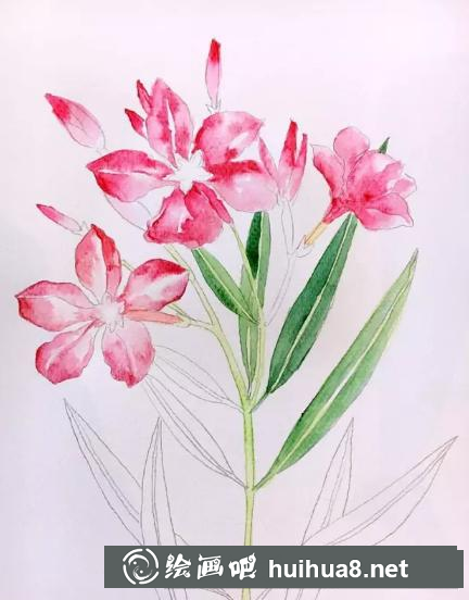 水彩畫(huà)夾竹桃