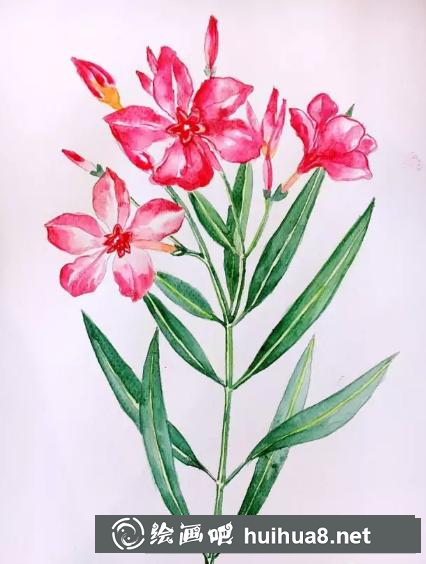 水彩畫(huà)夾竹桃