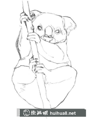 素描畫考拉
