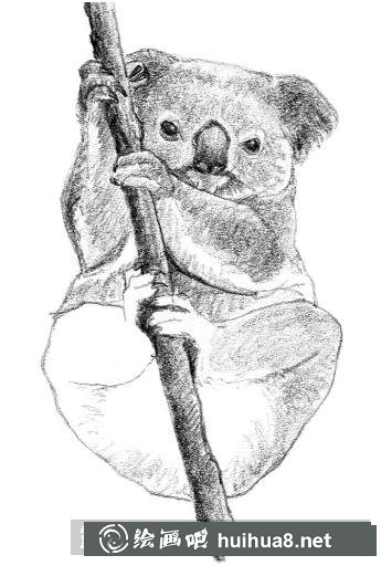 素描畫考拉