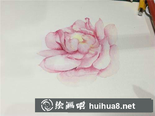 粉月季水彩畫
