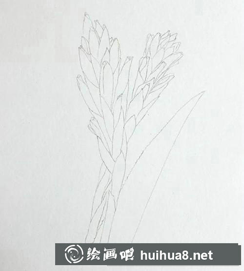 魁式鳳梨水彩畫