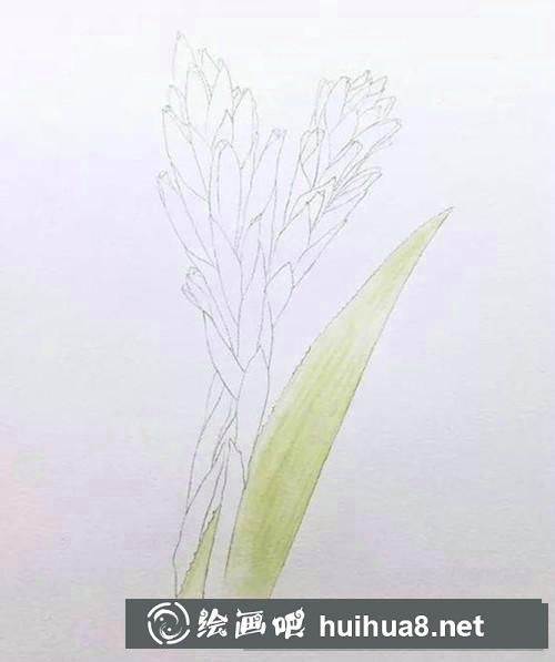 魁式鳳梨水彩畫